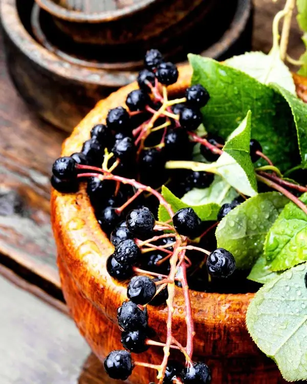 Warum Aronia? – Die Superbeere erklärt